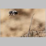 Andrena vaga - Weiden-Sandbiene 21 - Sandgrube Niedringhaussee.jpg